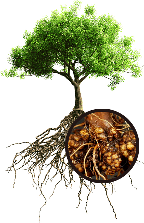 RootVital Imaging non-invasively scans plant roots, and provides diagnostic evaluations of plant health through radiography-based technology. Proactive and preventative plant care solutions